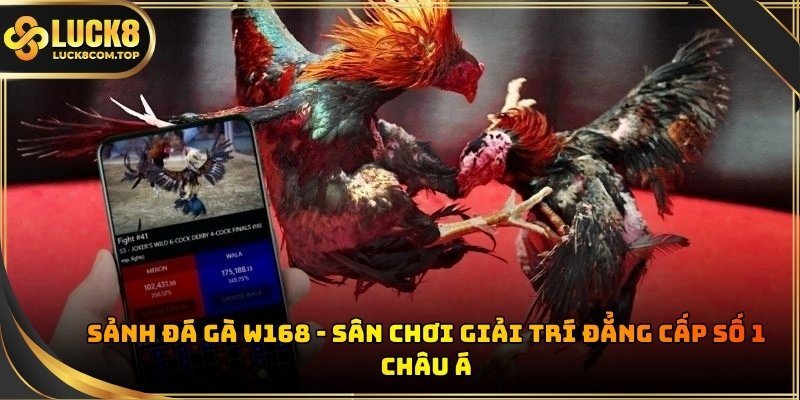 Sảnh đá gà W168
